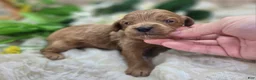 Cavapoo dogs for sale: Grub - Ad 3