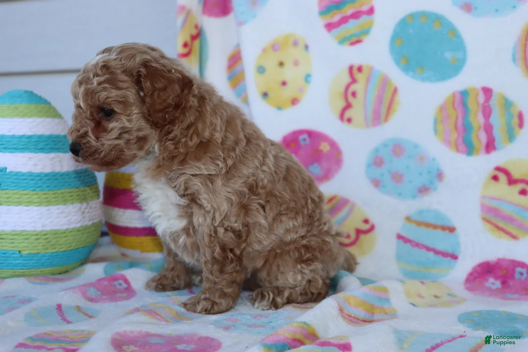 Miniature Poodle dogs for sale: Rinker - Ad 2