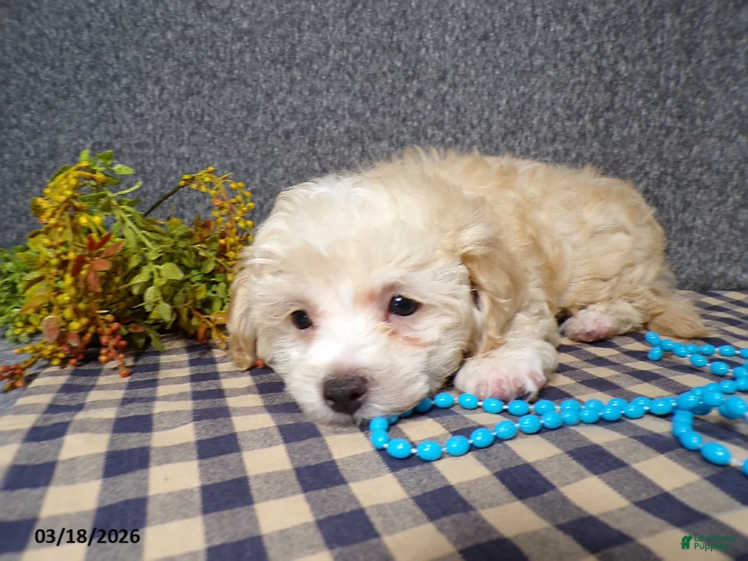 Havapoo dogs for sale: Simba - Ad 2