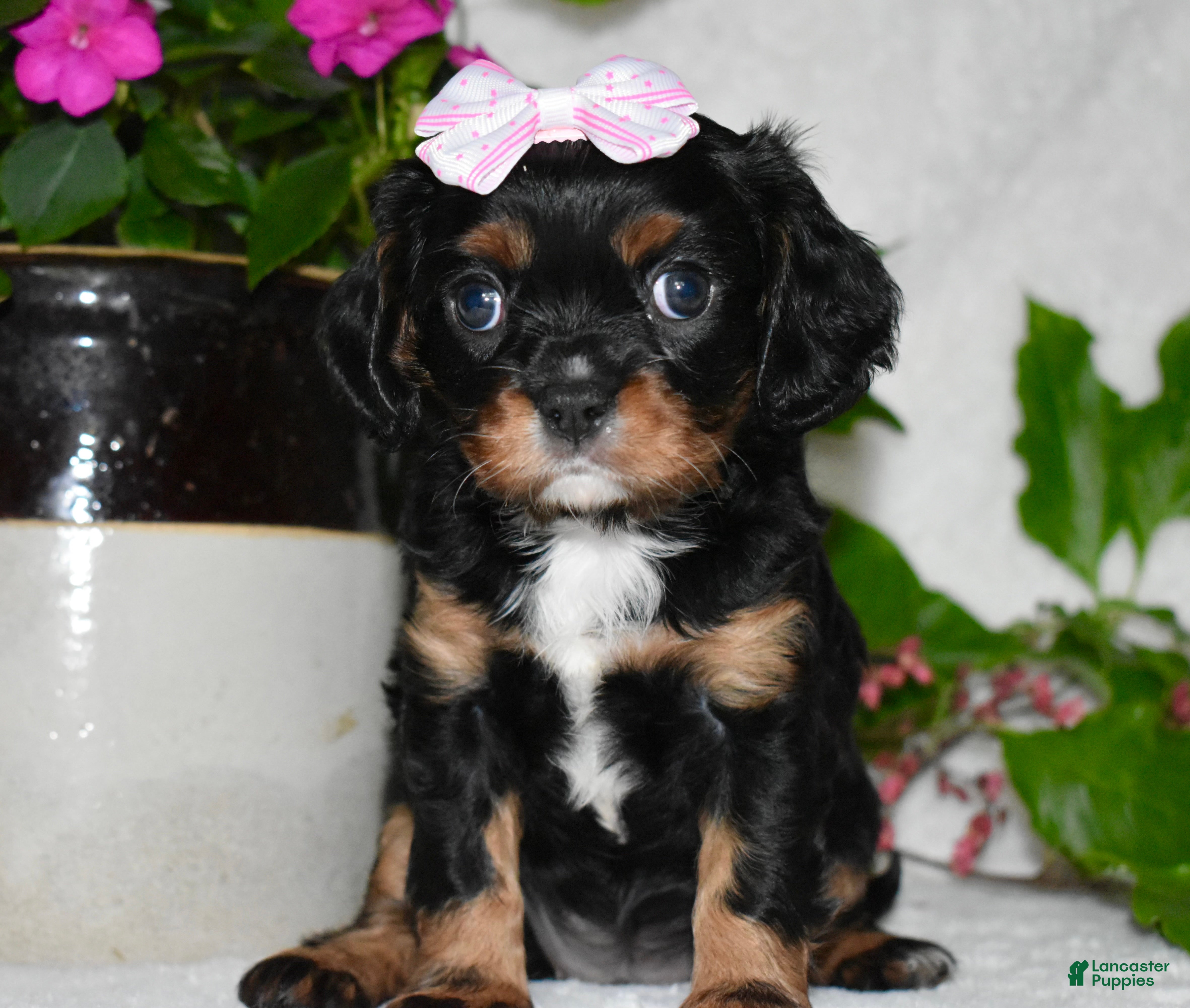 Cavalier King Charles Spaniel dogs Cavalier King Charles Spaniel 5 - Ad 28