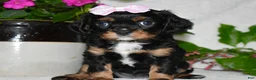 Cavalier King Charles Spaniel dogs for sale: Cavalier King Charles Spaniel 5 - Ad 1