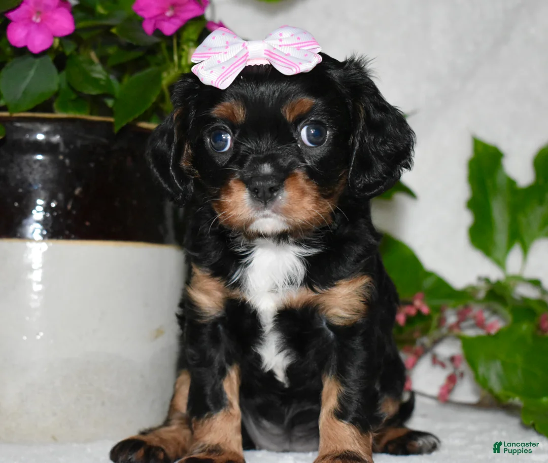 Cavalier King Charles Spaniel dogs for sale: Cavalier King Charles Spaniel 5 - Ad 1