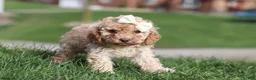 Cavapoo dogs for sale: Rosa - Ad 6