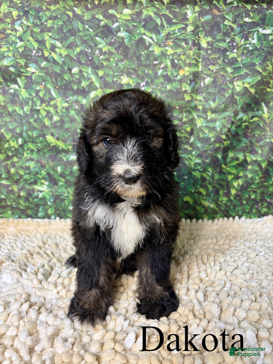 Bernedoodle dogs Dakota - Ad 2