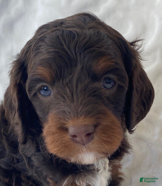 Cavapoo dogs for sale: Niles- Chocolate tri - Ad 3