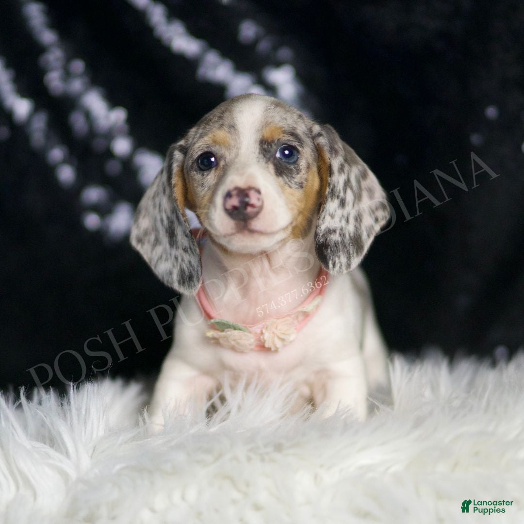 Blue Eyes White Mariner Dog Blue Merle Border Collie High-Res