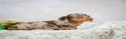Miniature Dachshund dogs for sale: Parker - Ad 4