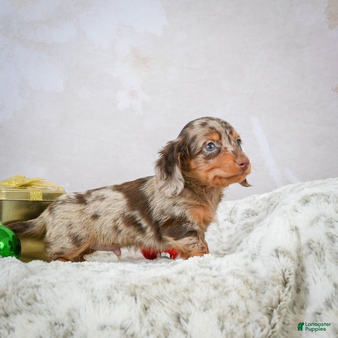 Miniature Dachshund dogs for sale: Parker - Ad 4