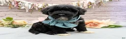 Portuguese Water Dog dogs for sale: Findlay - Ad 11
