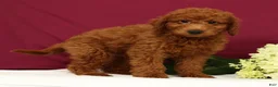 Mini Goldendoodle dogs for sale: Ollie - Ad 3