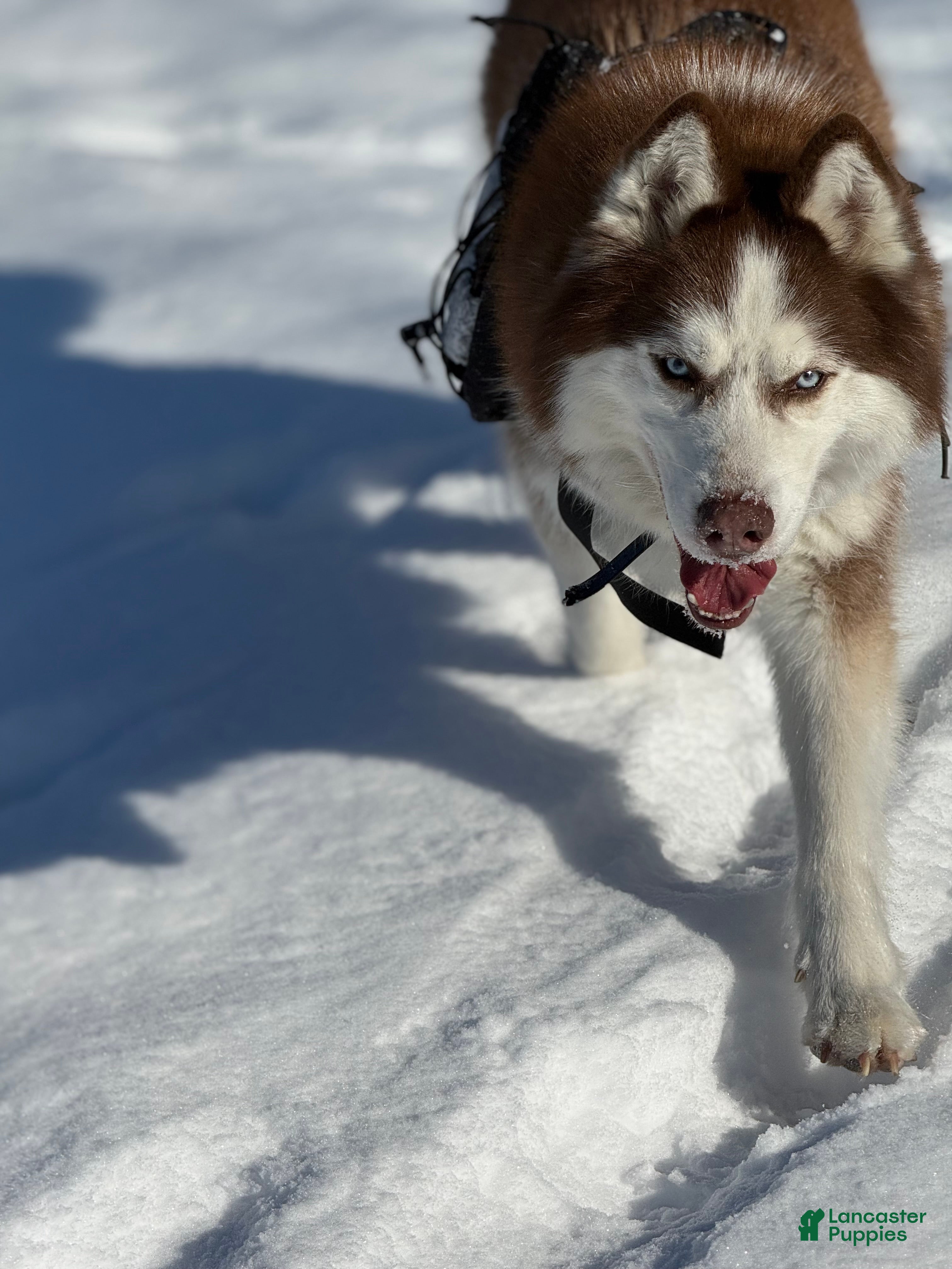 Siberian Husky dogs Siberian Husky Puppy 1 - Ad 23