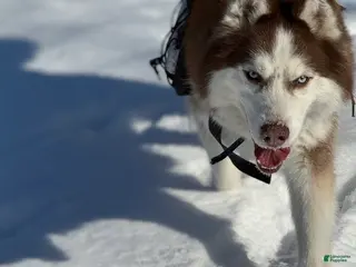 Siberian Husky dogs Siberian Husky Puppy 1 - Ad 23