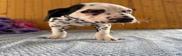 Dalmatian dogs for sale: Talia - Ad 16