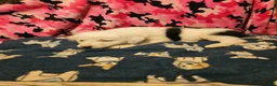 Border Collie dogs for sale: Inman BLUE EYES - Ad 11