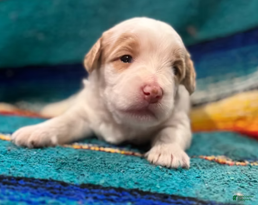 Mini Bernedoodle dogs for sale: Snow - Ad 5