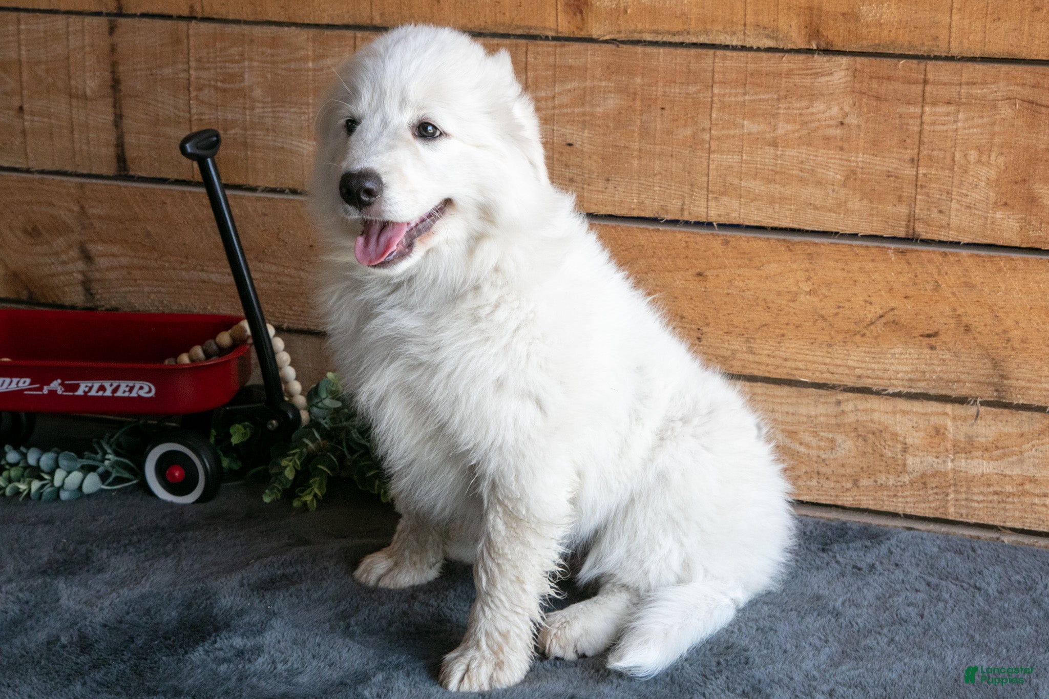 Maremma Sheepdog dogs Pinky - Ad 2
