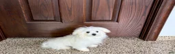 Maltese dogs for sale: MJ - Ad 6