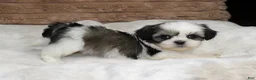 Shih Tzu dogs for sale: Zeke - Ad 4