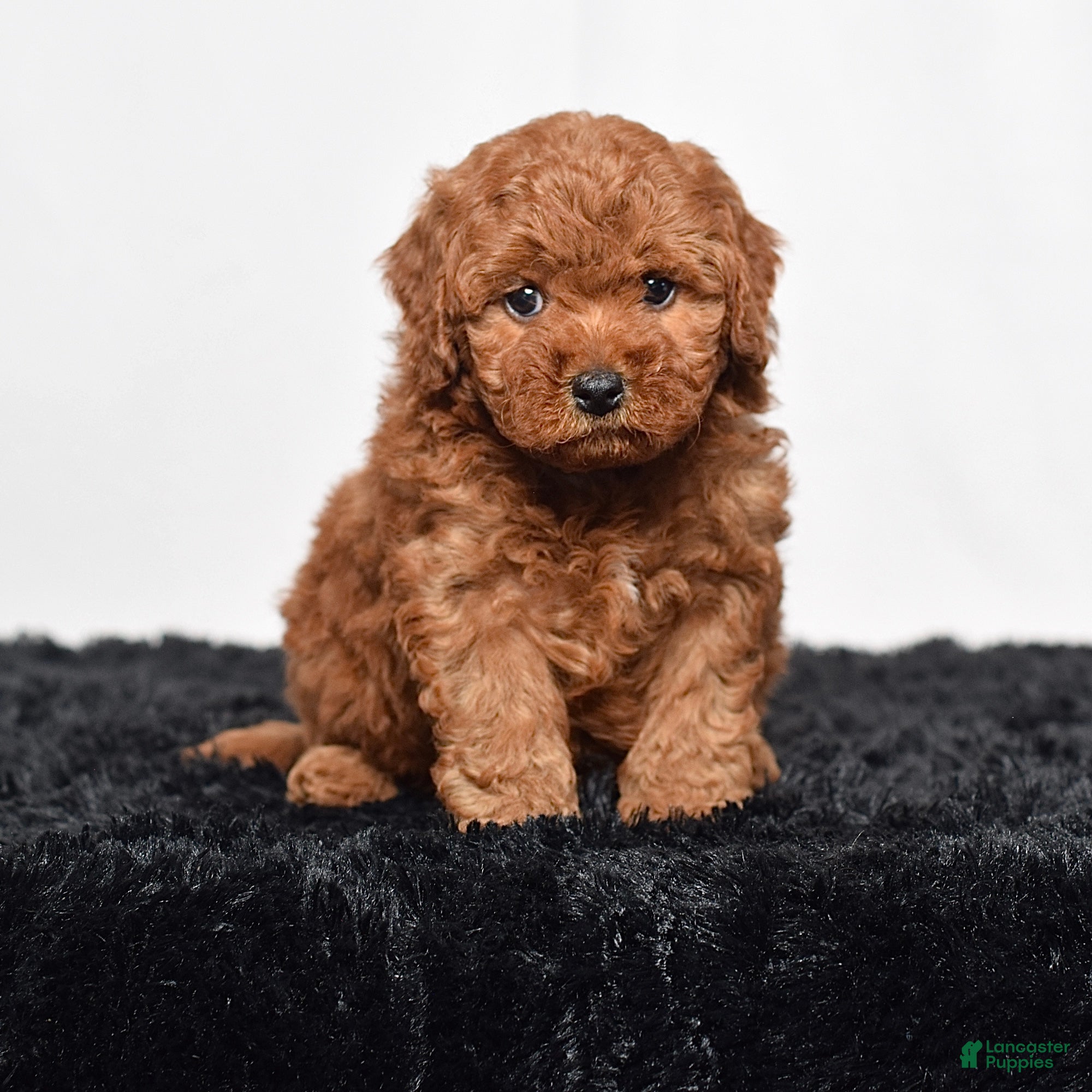 Mini Goldendoodle dogs for sale: Maddie - Ad 1