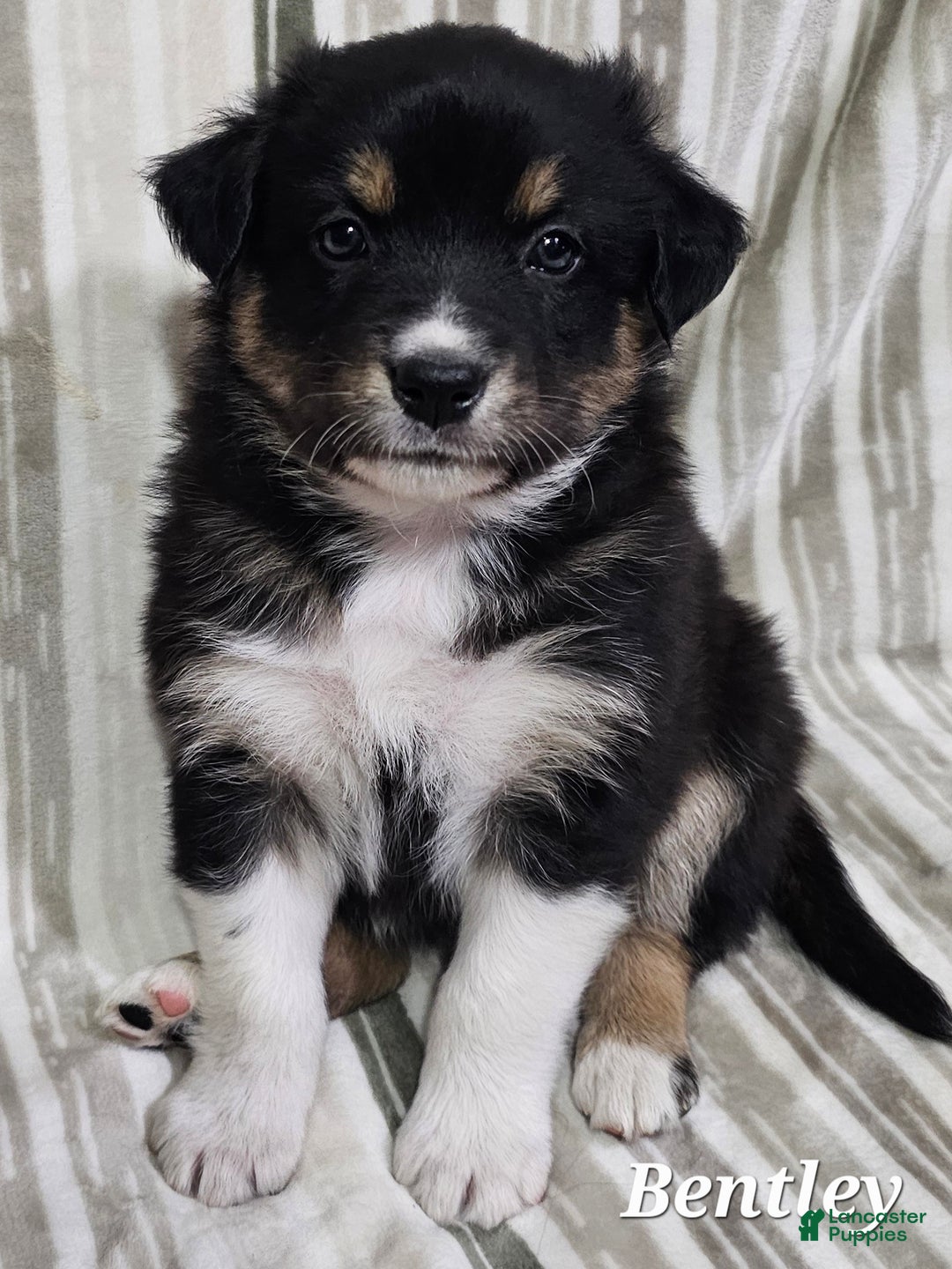Australian Shepherd dogs for sale: BENTLEY  - Ad 5