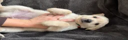 Mixed Breed dogs for sale: Red Collar - Ad 3