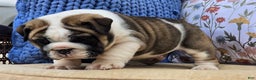 English Bulldog dogs for sale: Bubbles - Ad 9