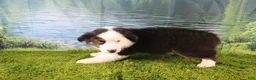 Miniature Australian Shepherd dogs for sale: Ellis - Ad 7