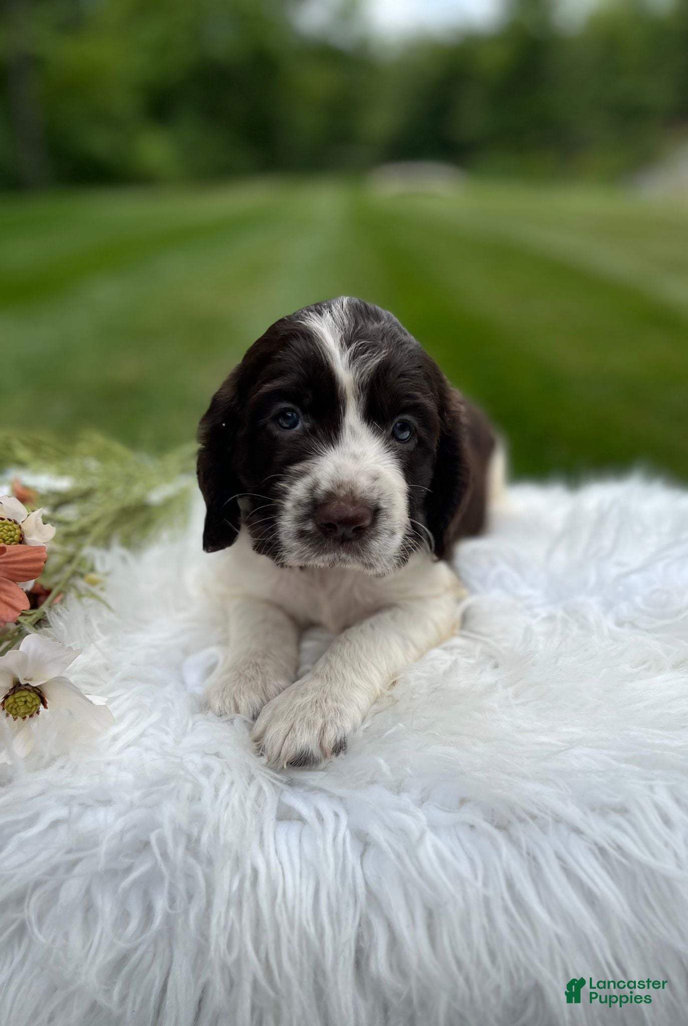 English Springer Spaniel dogs Daphne - Ad 1