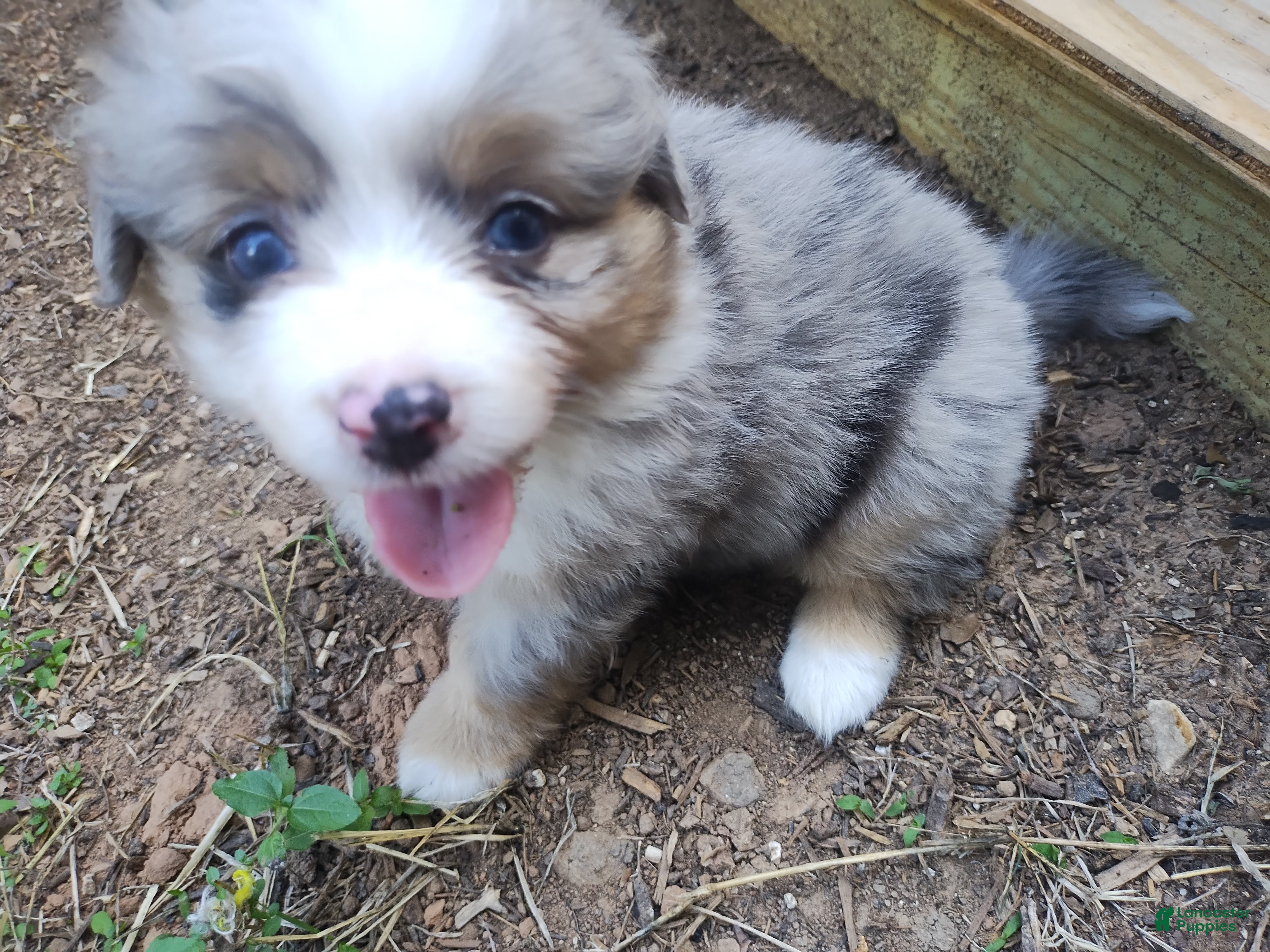 Mixed Breed dogs for sale: Rosie - Ad 3
