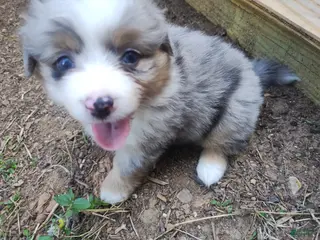Mixed Breed dogs Rosie - Ad 8