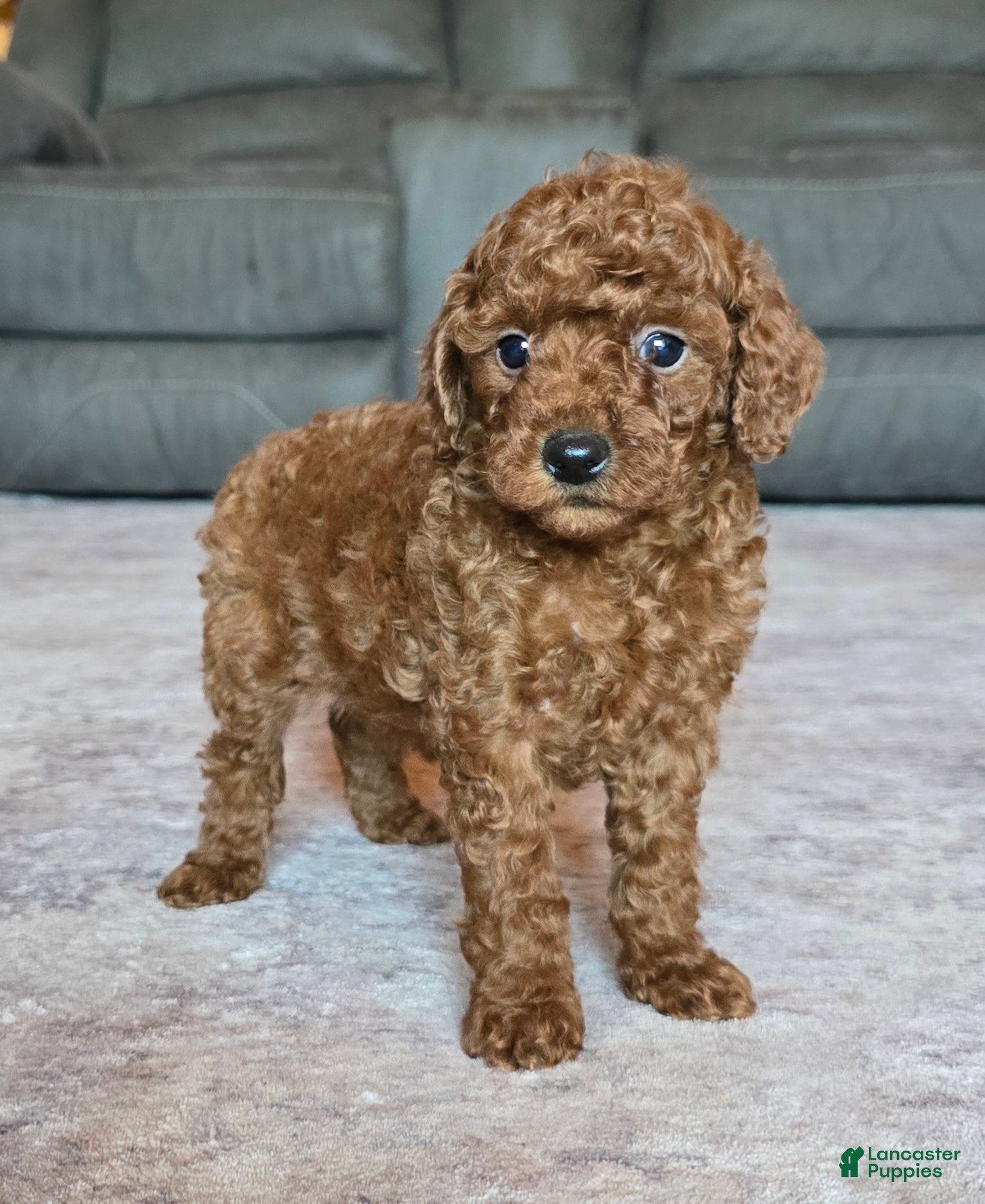 Miniature Poodle dogs for sale: Mini Lola - Ad 1