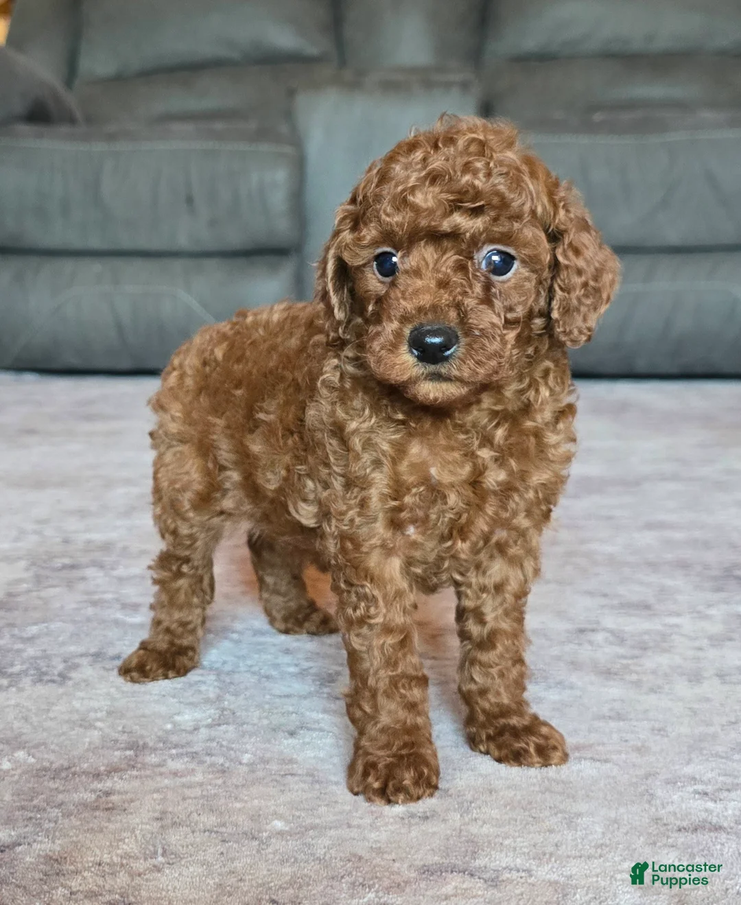 Miniature Poodle dogs for sale: Mini Lola - Ad 1