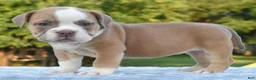 Mixed Breed dogs for sale: Luna bully hybrid  - Ad 9