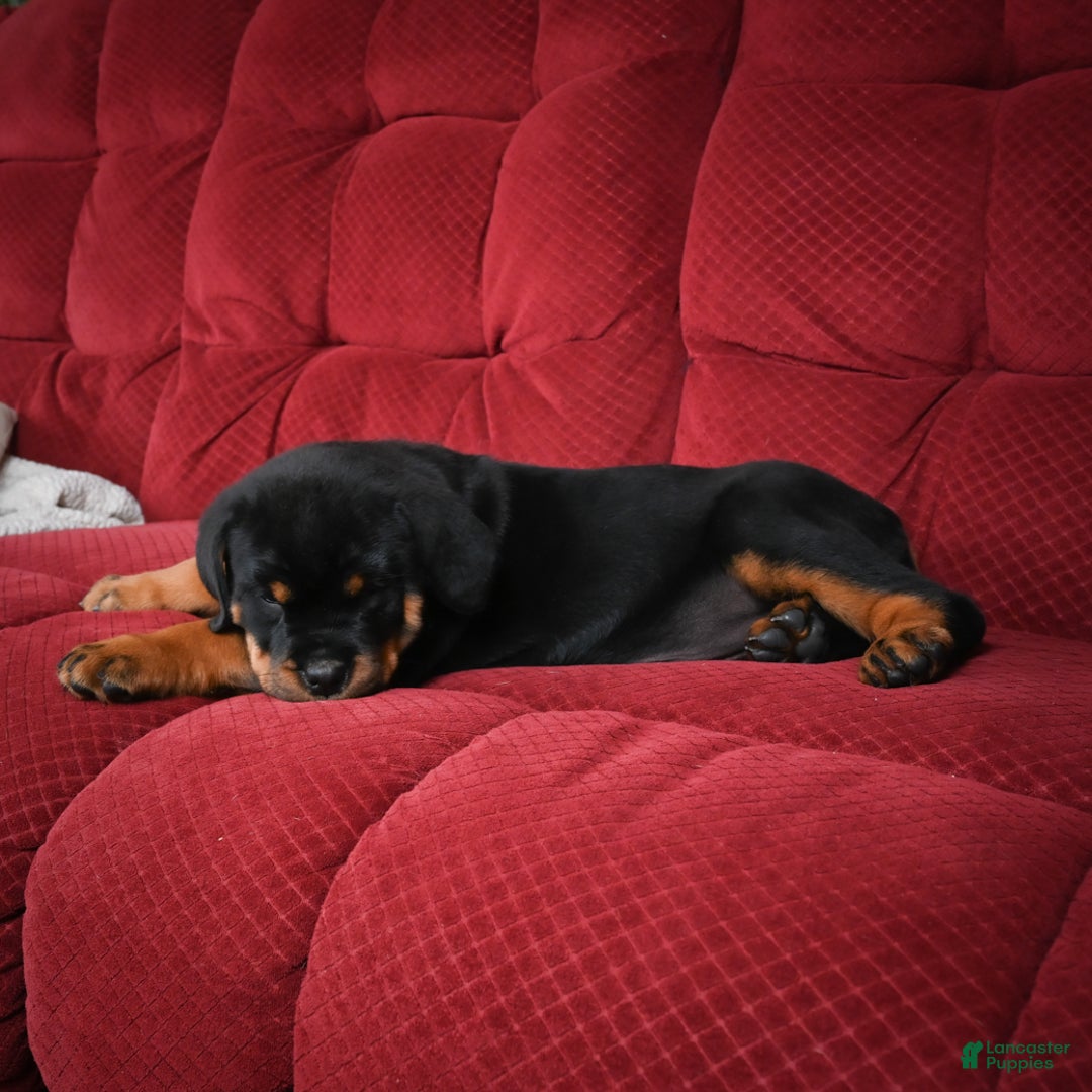 Rottweiler dogs for sale: Tara/ Mocha – Santos Ad-Dirah - Ad 3