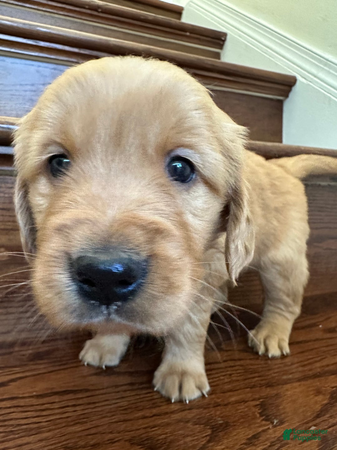 Golden Retriever dogs for sale: Eve - Ad 10