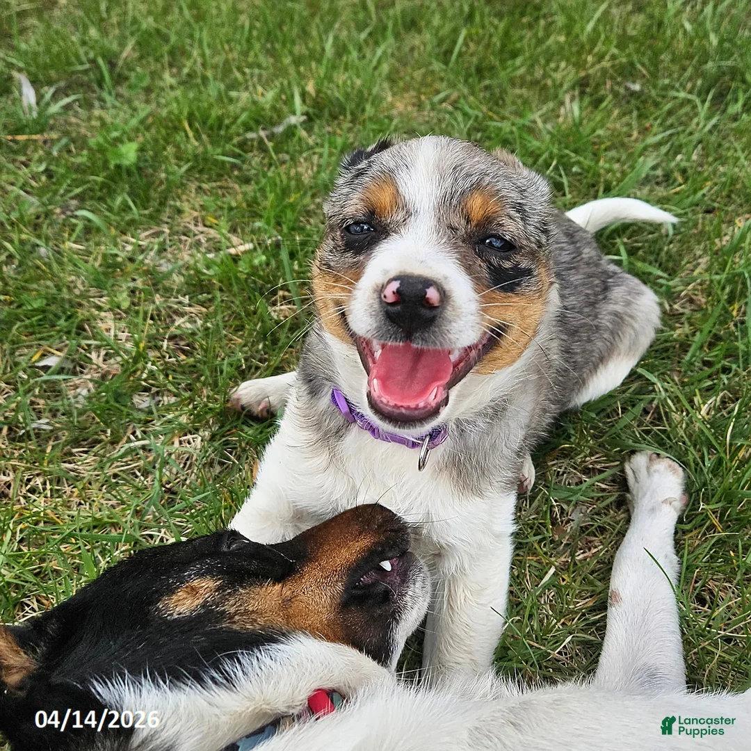 Mixed Breed dogs for sale: Trixy - Ad 1