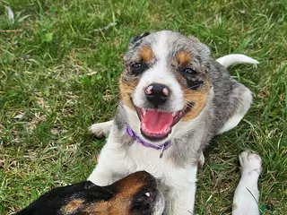 Mixed Breed dogs for sale: Trixy - Ad 2