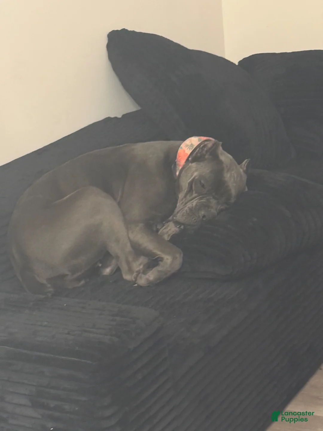 Cane Corso dogs for sale: Cane Corso Puppy 1 - Ad 7
