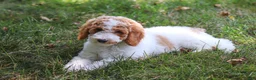 Standard Poodle dogs for sale: Blossom - Ad 3