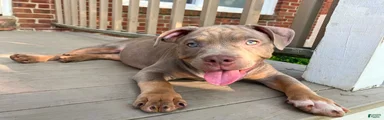 American Bully Puppy 5