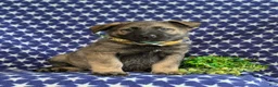 Mixed Breed dogs for sale: Barclay - Ad 3