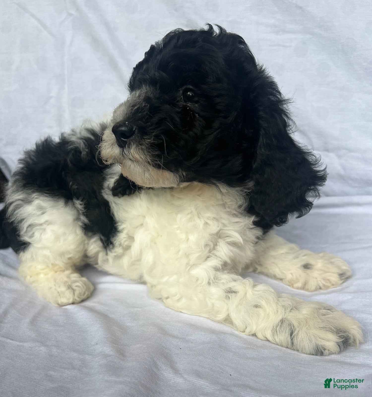 Mini Goldendoodle dogs Snoop - F1b Golden Doodle - Ad 1