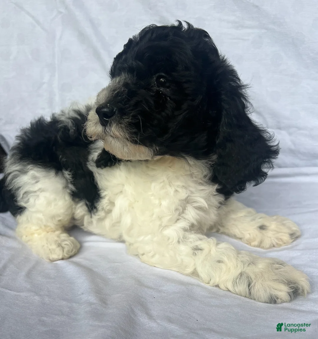 Mini Goldendoodle dogs for sale: Snoop - F1b Golden Doodle - Ad 1