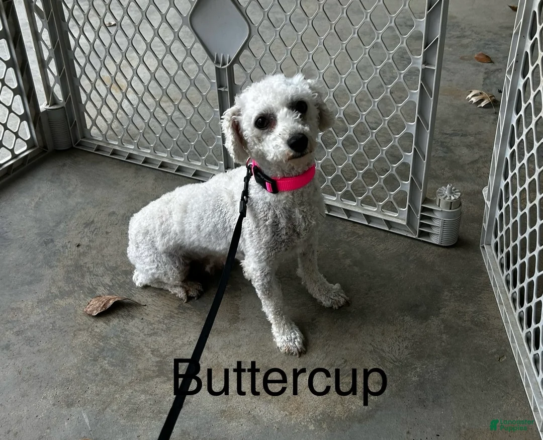 Bichon Frise dogs for sale: Bichon Frise Puppy 1 - Ad 3