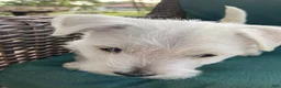 West Highland Terrier dogs for sale: Dora - Ad 7