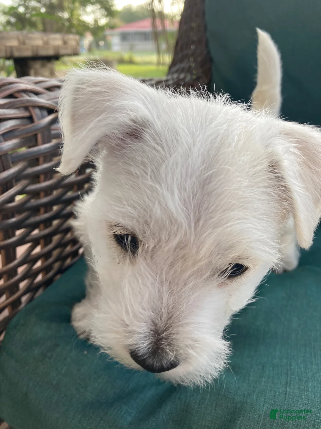 West Highland Terrier dogs for sale: Greenie - Ad 7