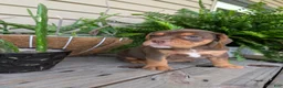 Beabull dogs for sale: Winston  - Ad 8