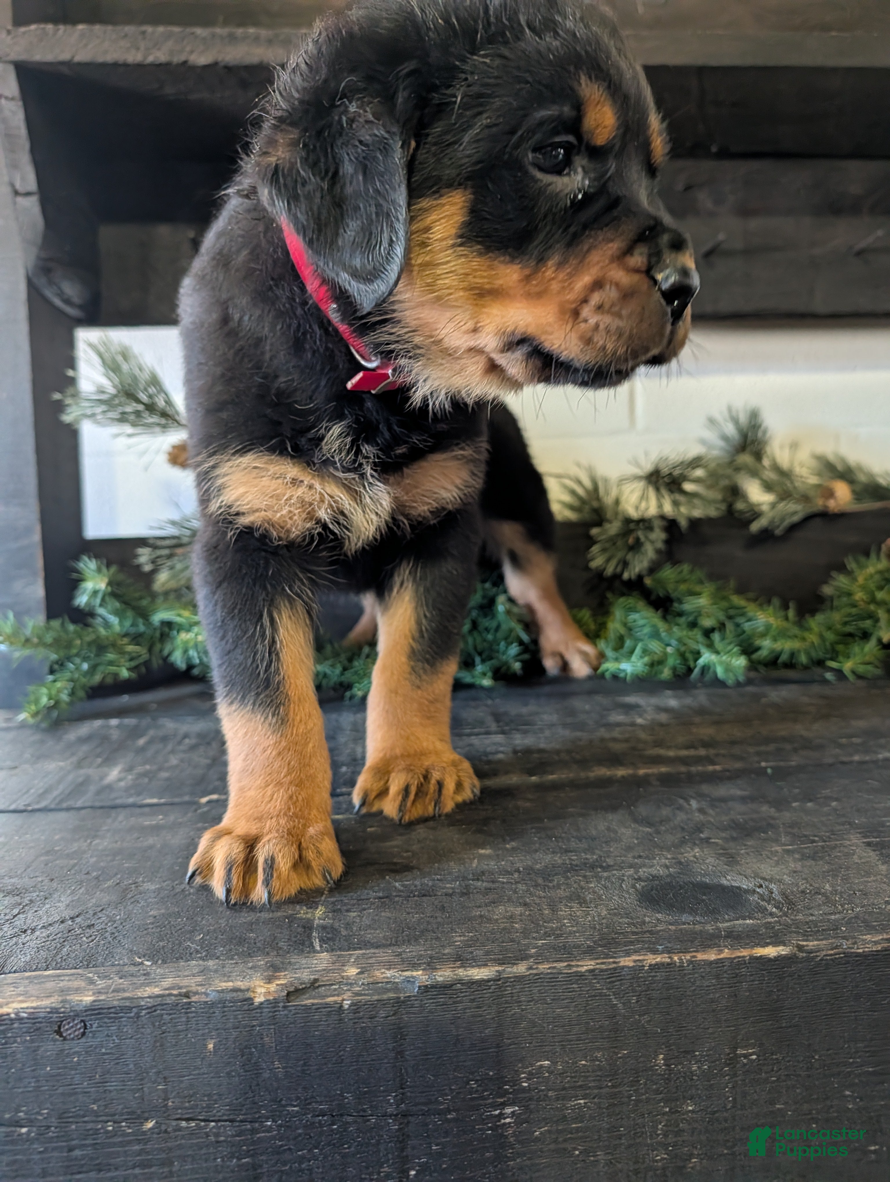 Rottweiler dogs Bozo - Ad 1