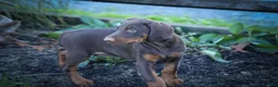 Doberman Pinscher dogs for sale: MASTER - Ad 18