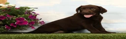 Labrador Retriever dogs for sale: Mocha - Ad 4